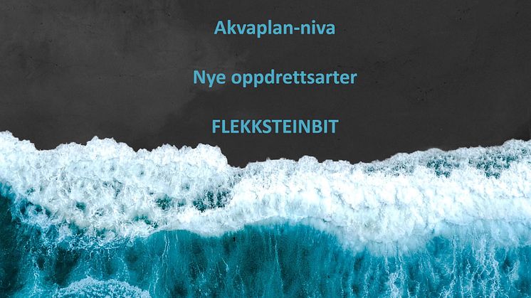 Flekksteinbit oppdrett