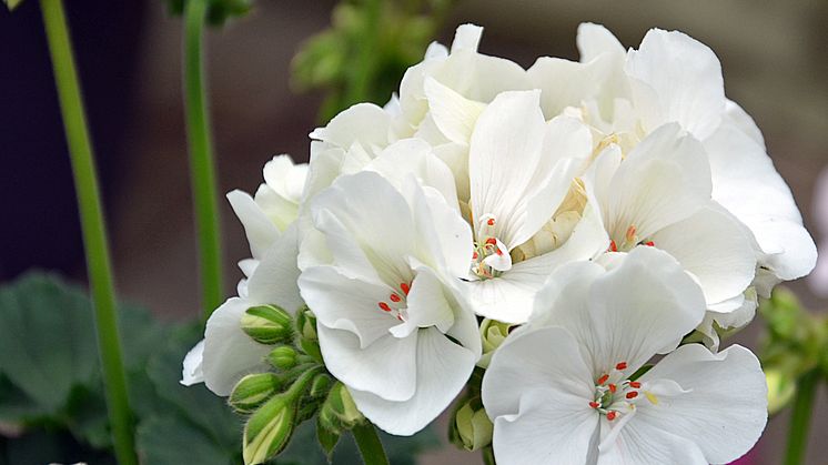 Black & White Pelargon