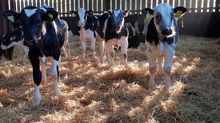 Morrisons opens up beef supply chain to help farmers transitioning to Arla UK 360 standard