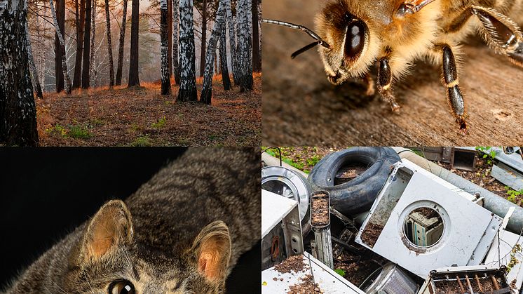 Vår natur – en ny basutställning om naturen och djuren närmast oss