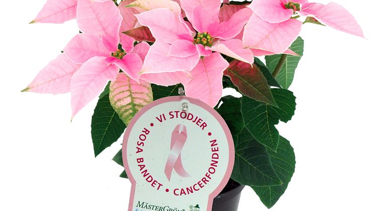 Dagens Rosa Produkt 11 oktober - en Höststjärna från Mäster Grön