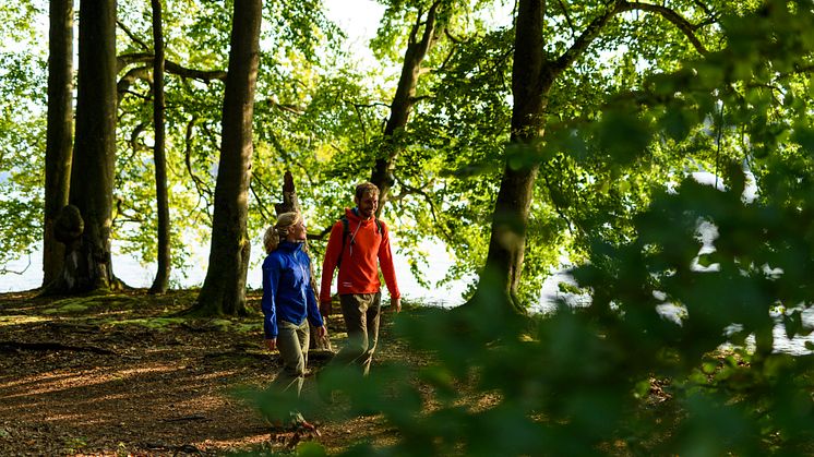Wandern, beispielsweise am Stechlinsee im Ruppiner Seenland, kann man in Brandenburg auch vielerorts am Wasser. Foto: TMB-Fotoarchiv/Wolfgang Ehn. 