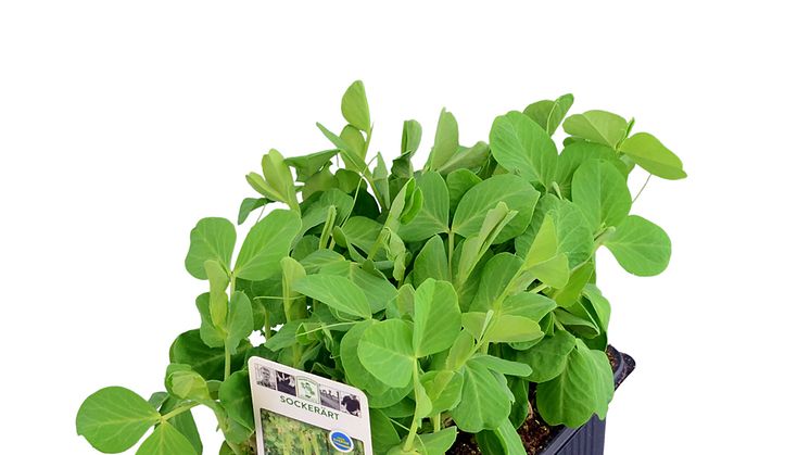 10-sockerart-smaplantor-box