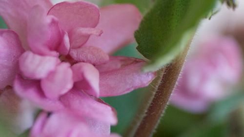 Rosa saintpaulia ger löfte om våren