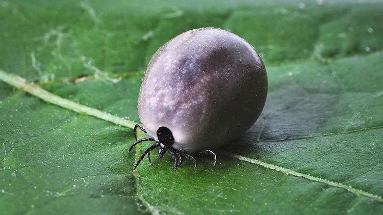 Fästing som sprider bakterien Borrelia burgdorferi. Foto: Pixabay CC0