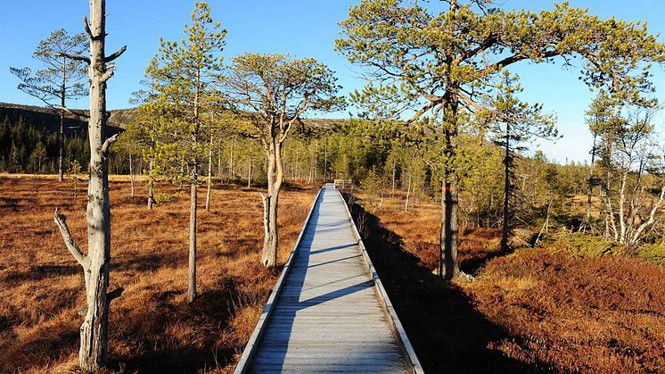 Njupeskärsslingan i Fulufjällets nationalpark. Foto: Sebastian Kirppu