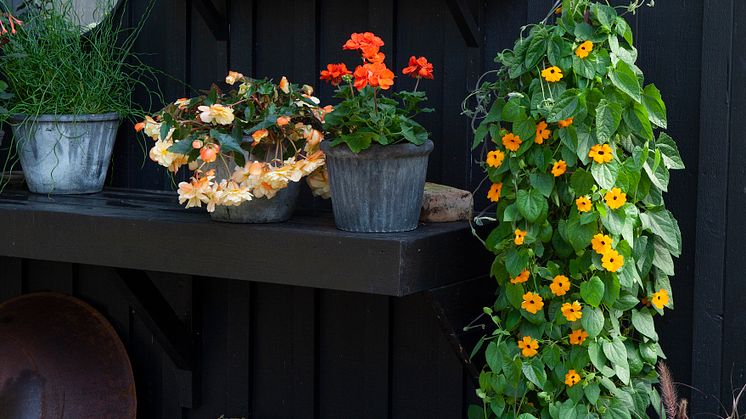 8Årets Sommarblomma 2023 Thunbergia alata Svartöga orange foto annikasnaturligating A