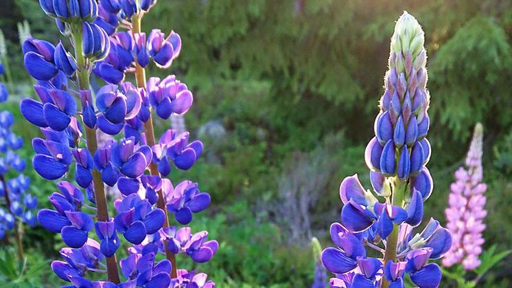 Blomsterlupiner kan vara vackra, men de är också invasiva och tränger undan annan växtlighet. Foto: Maria Jons