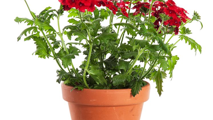 Trädgårdverbena