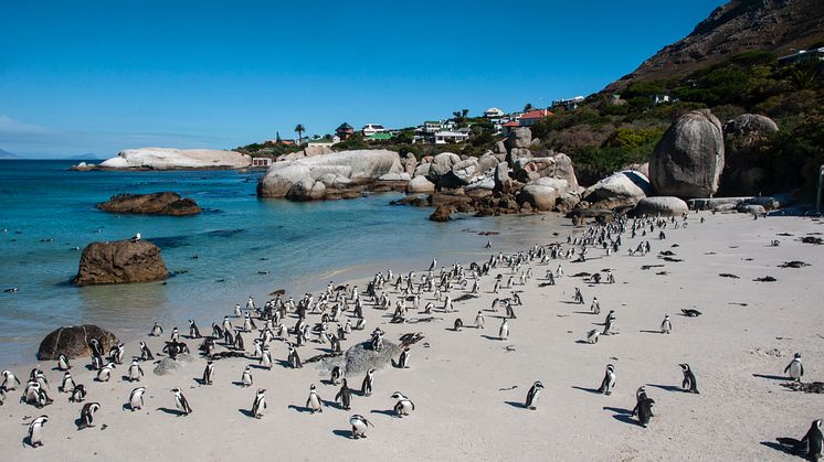 RS12200_Cape Town 2018.02.05 DSC_1061.jpg