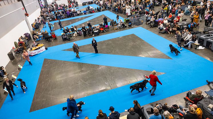 Fyra dagar av hundkärlek på Nordens största hundevenemang MyDOG 2023