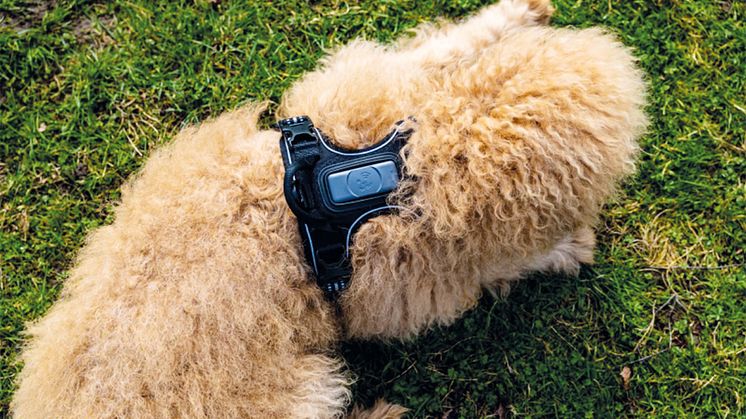 Dogs Creek Pathfinder mit GPS Tracker_cmyk_300dpi