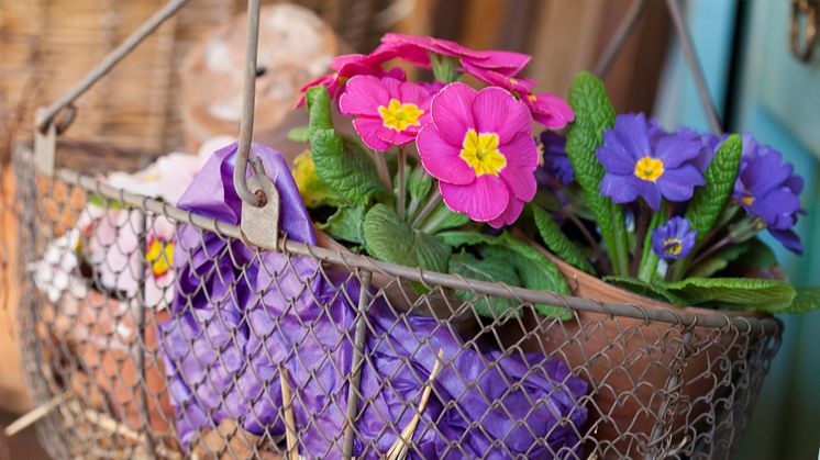Månadens blomma - februari 2012