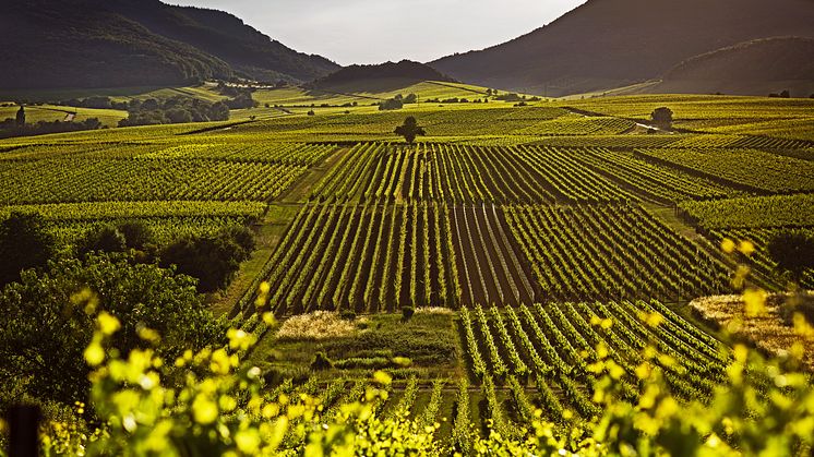 Ilbesheim bei Landau in der Pfalz_Weinregion_Pfalz_Weinberge_am_Kalmit_Wingert_Ilbesheim