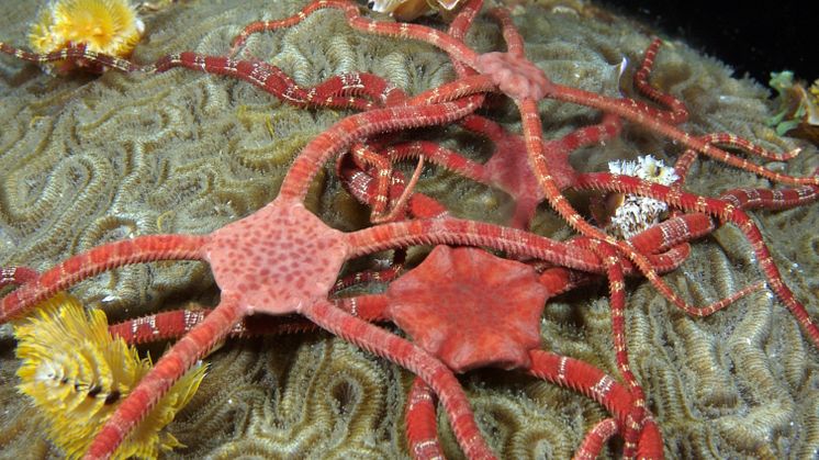 Ormstjärnor är släkt med sjöstjärnor och mycket vanliga i haven. De består av en central skiva med fem käkar och fem slingrande armar. Arten på bilden lever på grunt vatten. Foto: NOAA, National Marine Sanctuaries Media Library (CC BY 2.0)