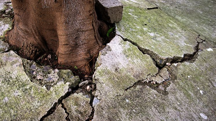 tree roots in cracked pavement - subsidence