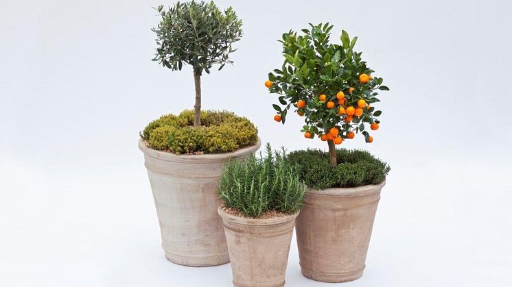 Høst fra terrassen: Sådan dyrker du smukke og nyttige planter i krukker