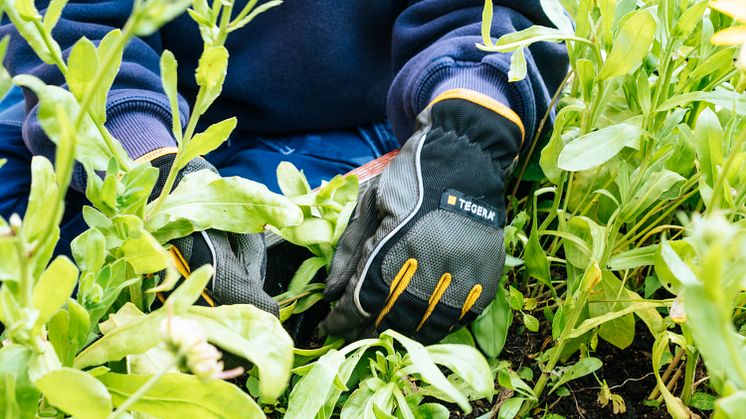 Plantering
