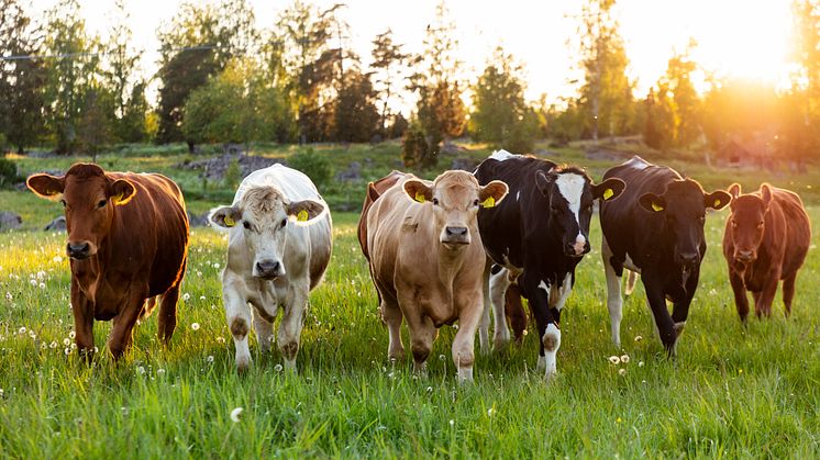Jordbruksverket och Statens veterinärmedicinska anstalt utformar, på uppdrag av regeringen, bland annat förslag till ett nytt regelverk för hantering av salmonella hos livsmedelsproducerande djur. Foto: Thomas Adolfsén, Scandinav bildbyrå