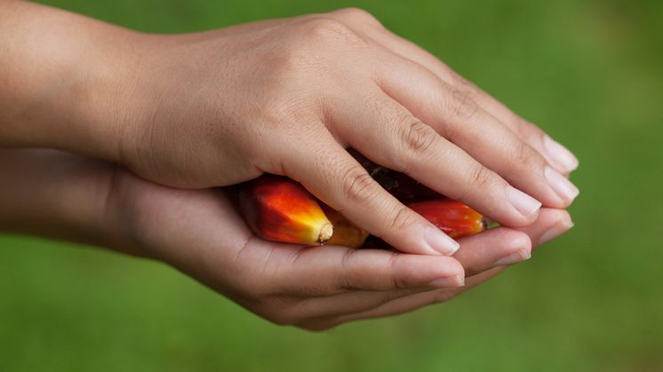 Orkla Confectionery & Snacks slutar helt att använda palmolja 2016 