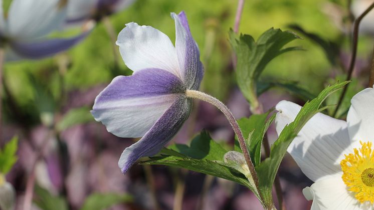 Anemone 'Wild Swan' Trädgårdsanemon - nyhet 2014 Blomsterlandet