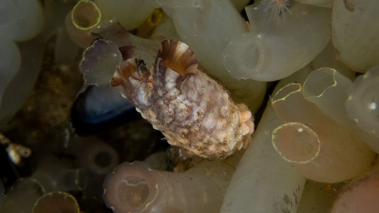 Styela clava foto Martin.Stjernstedt Havets Hus