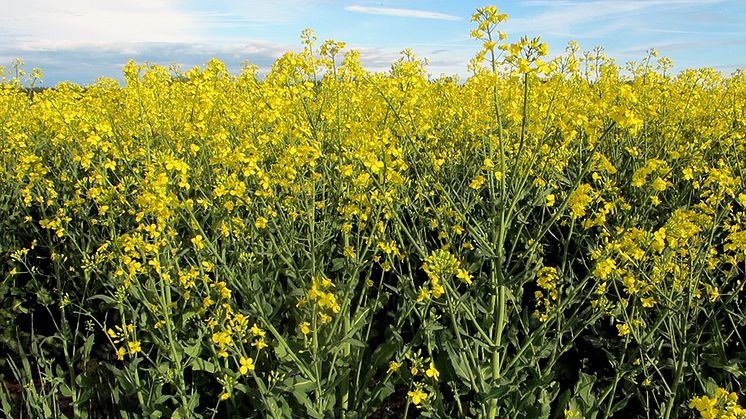 Rapsfält – naturliga solfångare