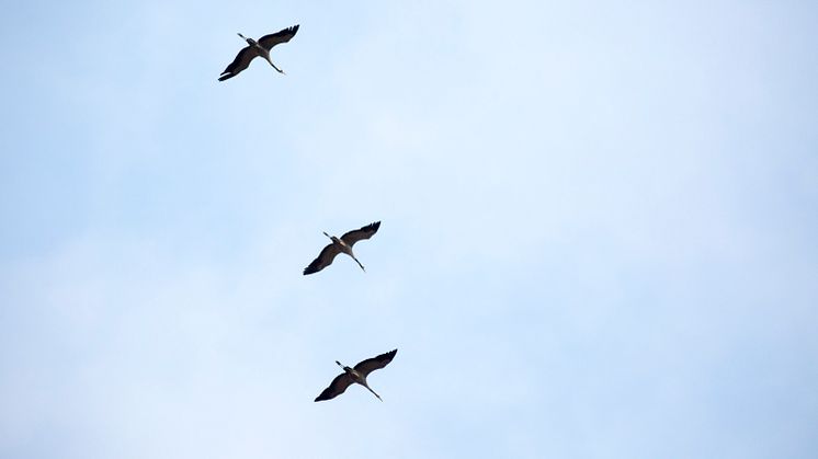 Beeindruckendes Naturschauspiel in Sielmanns Naturlandschaft Wanninchen (TMB-Fotoarchiv/Steffen Lehmann) 