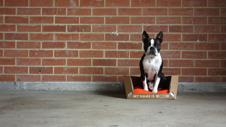Dog Goes Here by Rocky Brooks - one of the projects produced by final year Design for Industry students from Northumbria University