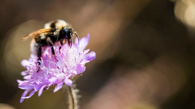 I rådgivningen Biologisk mångfald i åkerlandskapet får lantbrukaren kunskap om varför det är viktigt att tänka på gårdens biologiska mångfald utifrån bland annat pollinerande insekter﻿﻿. Foto: Thomas Adolfsén, Scandinav bildbyrå