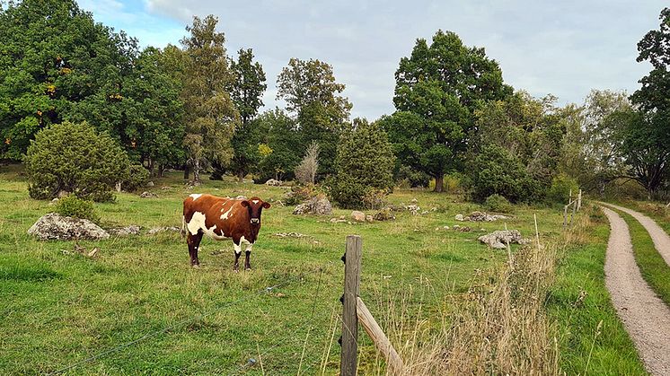 Kviga på naturbete på Lövsta. Foto: Sigrid Agenäs