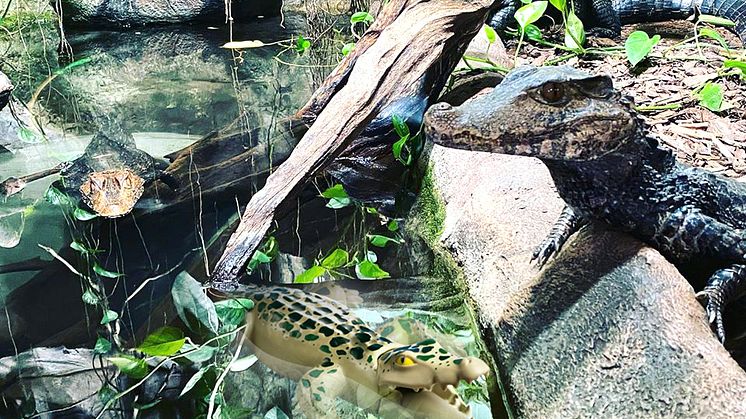 Tierischer Spaß im Reptilienzoo Forchtenstein