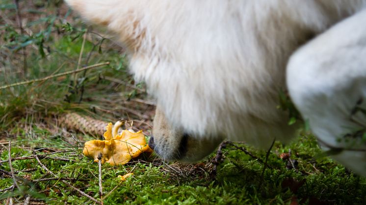 Kantareller har ett utpräglat utseende och distinkt doft, därför är denna sort bra att börja med.