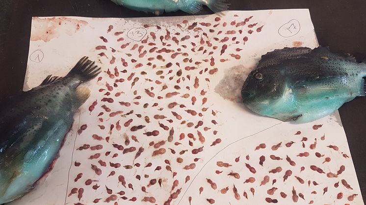 Rognkjeks og lakselus (Foto: Tonje Cecilie Urskog, Grieg Seafood Finnmark)