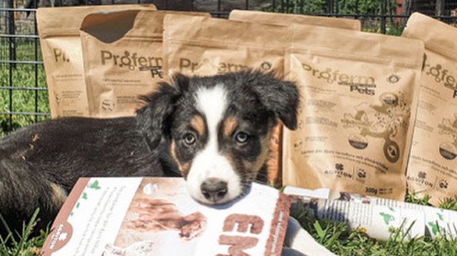 Colliecalp med Proferm Pets_Jenzans kennel.jpg