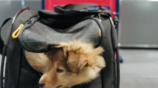 Fly_with_dog_inside_cabin_1.mov