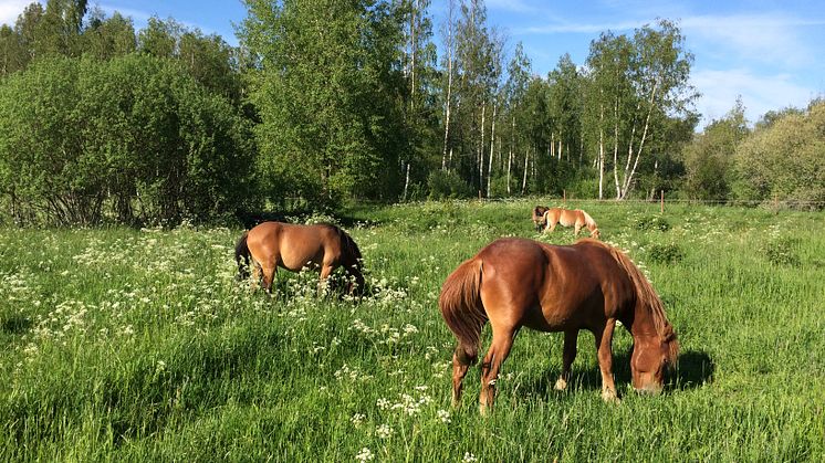 Bete ger näringsrikare vegetation och variation i landskapet