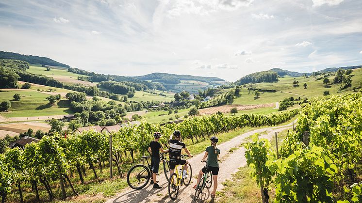 Bikergruppe in den Rebbergen von Oberflachs, Aargau 