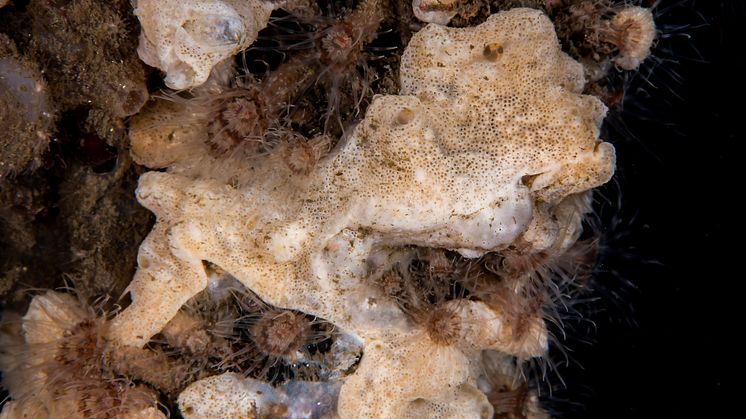 Didemnum vexillum