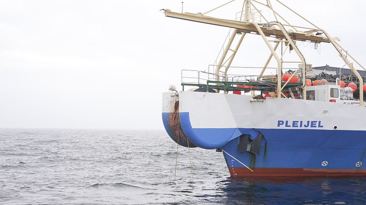 Kablerne trækkes op fra havbunden, kun 4cm tykke