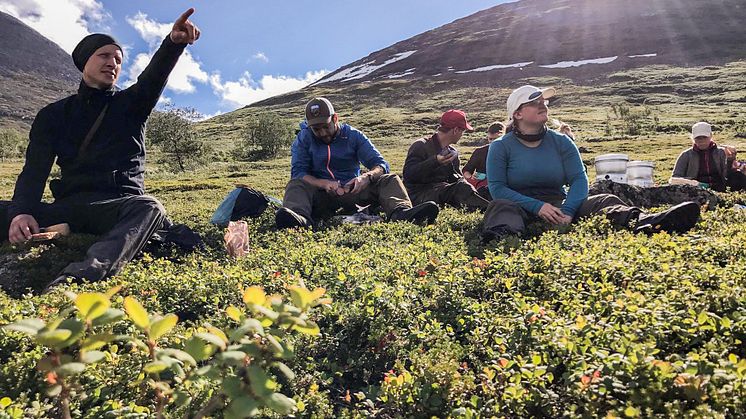 Fjällodon