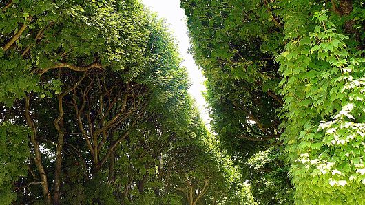 Pariskänsla planteras längs Malmös boulevard