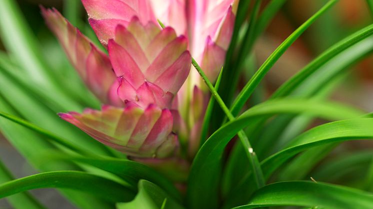 Tillandsia 'Jose'