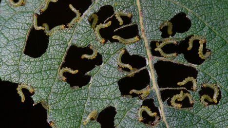 Fascinerende billeder fra dansk naturperle