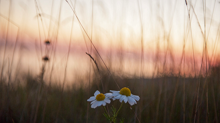 Foto: Anna Pella