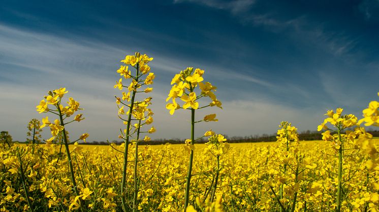 Mat 2030 – Axfood presenterar över 100 hållbara lösningar för mat-Sverige