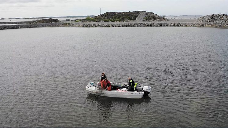 Eels being fished out of the embanked lagoon in the port of Gothenburg. Photo: Gothenburg port Authority. 