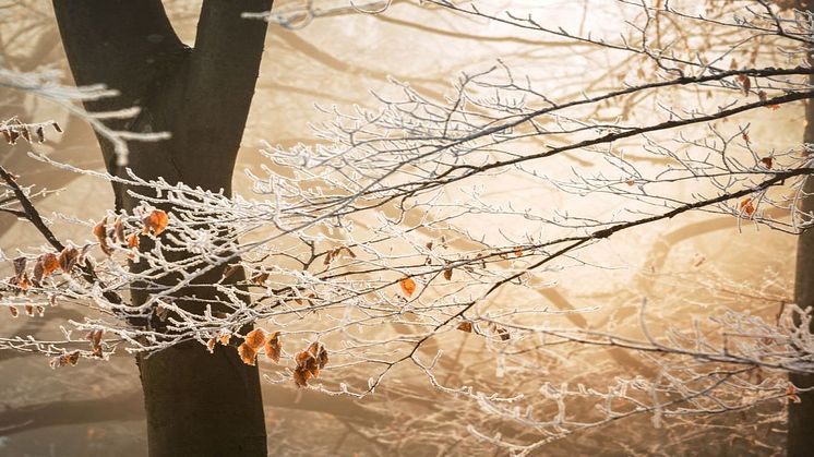 Tidlig vinter løfter strømprisen
