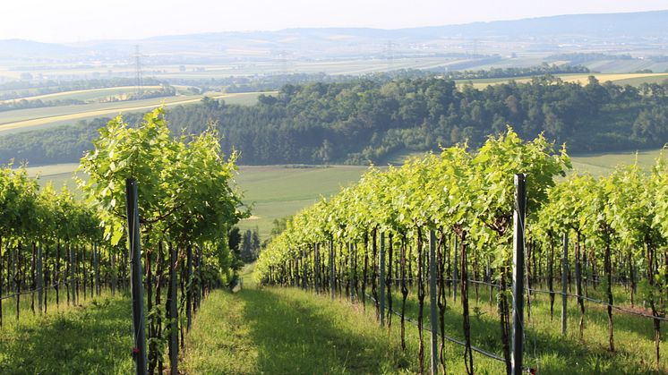 Schloss Bockfliess vinmarker med sørvendte skråninger ned mot slettene i Marchfeld-området. Den store Hochleiten-skogen beskytter vinmarkene mot vind og jordmonnet består av dyp finkornet jord. En perfekt vinmark å dyrke Riesling på i Østerrike.