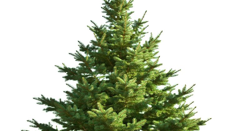Din julgran blir fjärrvärme!